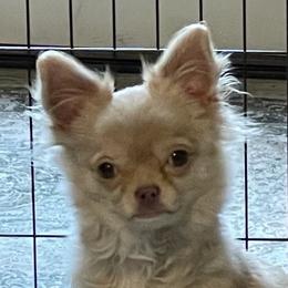Sunny - Chihuahua