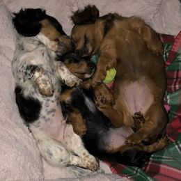 Dachshunds from Donna’s Darling Doxies