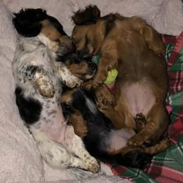 Dachshunds from Donna’s Darling Doxies