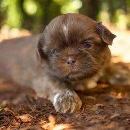 Dk blue - Liver male Shih Tzu puppy in Berkeley Springs, West Virginia from Sandridge Shih Tzus