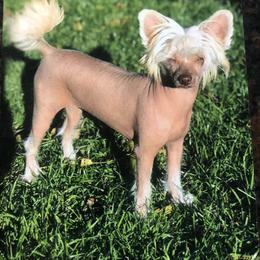 Abby - Chinese Crested
