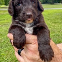 Skye - Brown and white female Aussiedoodle puppy in Claremont, North Carolina from Magnolia Grove Farms