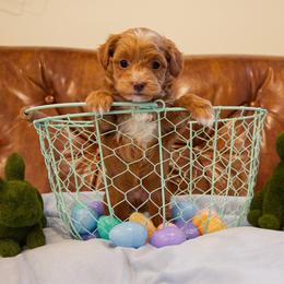 Milo - Apricot male Golden Aussiedoodle puppy in Hyrum, Utah from Goldendoodledoo Farms