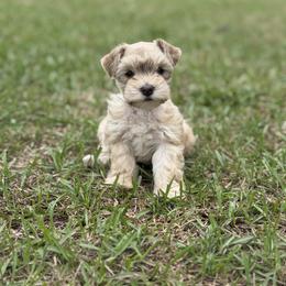 Miniature Schnauzer Puppies from Rooted Hearts Miniature Schnauzers