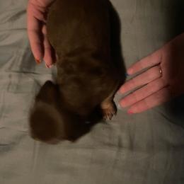 Taz - Chocolate and tan male Dachshund puppy in Neola, Iowa from Eiram Dachshunds