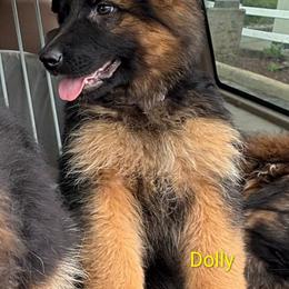Dolly - Black and red female German Shepherd puppy in Vintondale, Pennsylvania from Causey's Critters