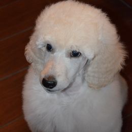 Poodle Puppies from D and D Standard Poodles