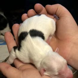 Border Collie Puppies from Cahill’s Canines