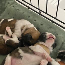 Shih Tzu Puppies from Willow Lane Shih Tzus