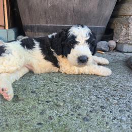 Dutch - Brown and white female Saint Berdoodle puppy in Castle Rock, Washington from PNW Saint Berdoodles