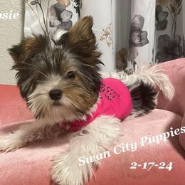 Siberian Huskies and Yorkshire Terriers from Swan City Puppies