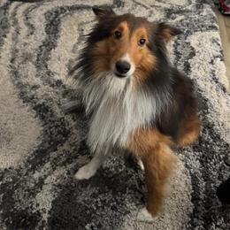 Ben - Shetland Sheepdog