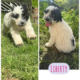 Girl 1 - Black and white female Portuguese Water Dog puppy in Battle Ground, Washington from Purely Opal