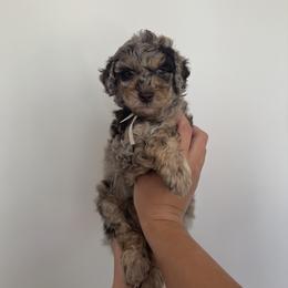 Goldendoodle and Poodle Puppies from Luxipawspoodlesanddoodles
