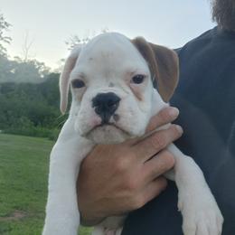 Boy 3 - White male Boxer puppy in Eden Nc, North Carolina from Clearview boxers