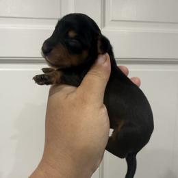 Clover - Black and tan male Dachshund puppy in Fort Myers, Florida from Lady Margery’s Dachshunds