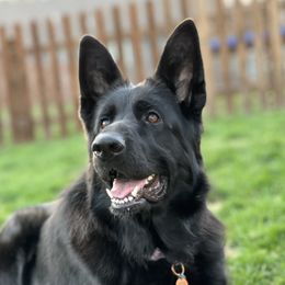 Godiva - German Shepherd