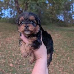 Dunkin - Black and tan male Yorkipoo puppy in Coshocton, Ohio from Forever Family Puppies