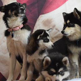 Pomskies from The Pomsky Place