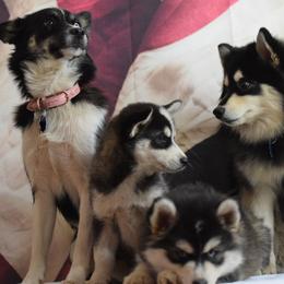 Pomskies from The Pomsky Place
