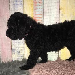 Goldendoodle Puppies from Zeusthemoosedoodles