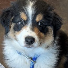 Australian Shepherd All Grown Up from Mad Ranch