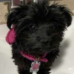 Poodles from Woody's Poodles