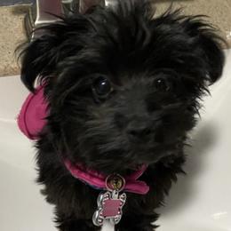 Poodles from Woody's Poodles
