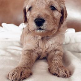 Goldendoodle Puppies from Old Lake Doodles