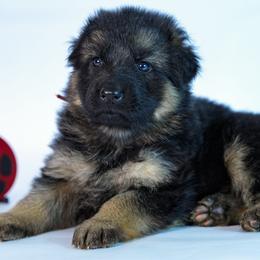Red collar - Black and red female German Shepherd puppy in Plumas Lake, California from Zwinger Vom Greifjäger