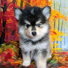 Hickory - 1800 - Black and white male Pomsky puppy in Spring Hill, Florida from www.PuppyTimeEmporium.com
