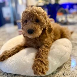 Grogu - Apricot male Goldendoodle puppy in Lake Panasoffkee, Florida from Donnas Deluxe Doodles LLC