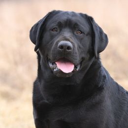 Chief - Labrador Retriever