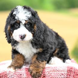 Jones (socialization program student) - Tri-color male Bernedoodle puppy in Dundee, Ohio from Down Home Doodle