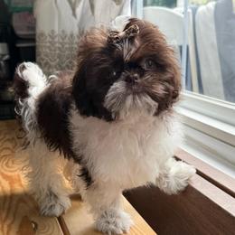 Brynny - Liver and white female Shih Tzu puppy in Rockville Centre, New York from Magnolia Tzus