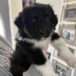 Hershey - Black tri-color male Australian Shepherd puppy in Weeki Wachee, Florida from Ace of Spades Australian Shepherds