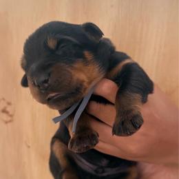 Gray collar male - Black and rust male Beauceron puppy in Floyd’s Knobs, Indiana from Birdwing Beaucerons