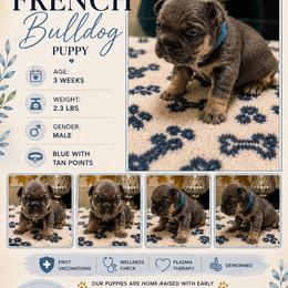 Boy 1 - Blue male French Bulldog puppy in Waldorf, Maryland from Holistic Frenchies