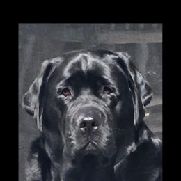 Labrador Retriever Puppies from Sound View Labradors East