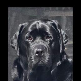 Labrador Retriever Puppies from Sound View Labradors East
