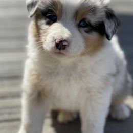 Australian Shepherd Puppies from Aussie Hill Farm