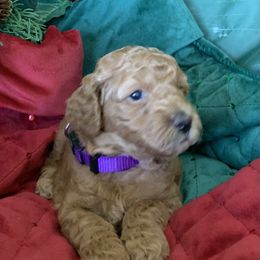 Girl 1 - female Poodle puppy in from Beltane Bonnies