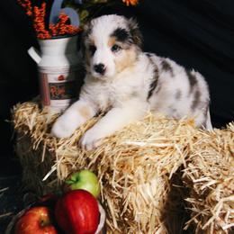 Australian Shepherd Puppies from Cooper Ridge Aussies