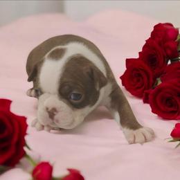 Boston brown girl 3 - Red female Boston Terrier puppy in Salisbury, North Carolina from P3 Boston Terriers in NC