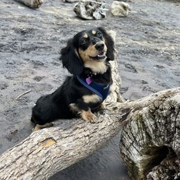 Winnie (Poopoo) - Dachshund