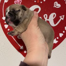 Girl 4 - French Bulldog puppy in Columbus, Georgia from Blessed and Boujee Frenchies