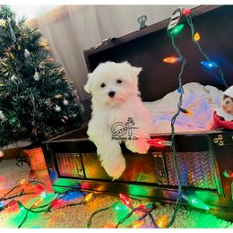 Maltese Puppies from OT Maltese & Co