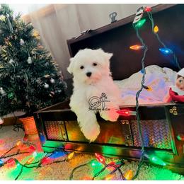 Maltese Puppies from OT Maltese & Co