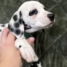 Girl 1 - Dalmatian puppy from Poconopaws