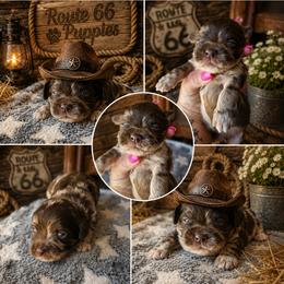 Louis V. - Merle male Shihpoo puppy in Delphos, Ohio from Route 66 Puppies